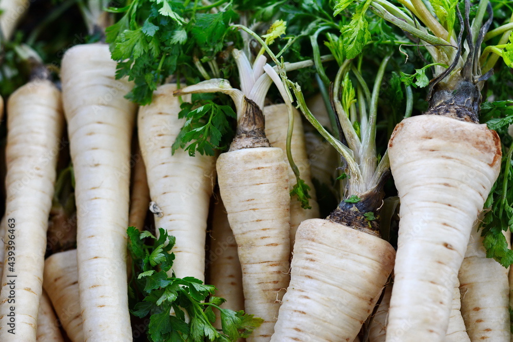 Parsnip full frame background root vegetable. Parsnips. Cooking ingredients from a farmers markets, Fresh Fruits and vegetables. Classic ingredients and garnishes used in restaurant cooking. Parsnip full frame background root vegetable. Parsnips. Cooking ingredients from a farmers markets, Fresh Fruits and vegetables. Classic ingredients and garnishes used in restaurant cooking.