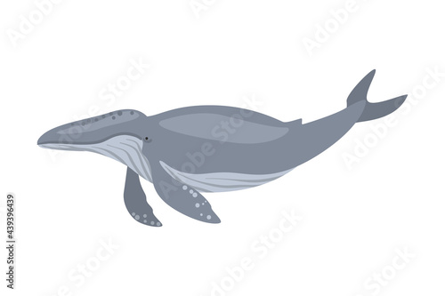 Whale Sea Arctic Animal, Wild Polar Marine Mammal Cartoon Vector Illustration