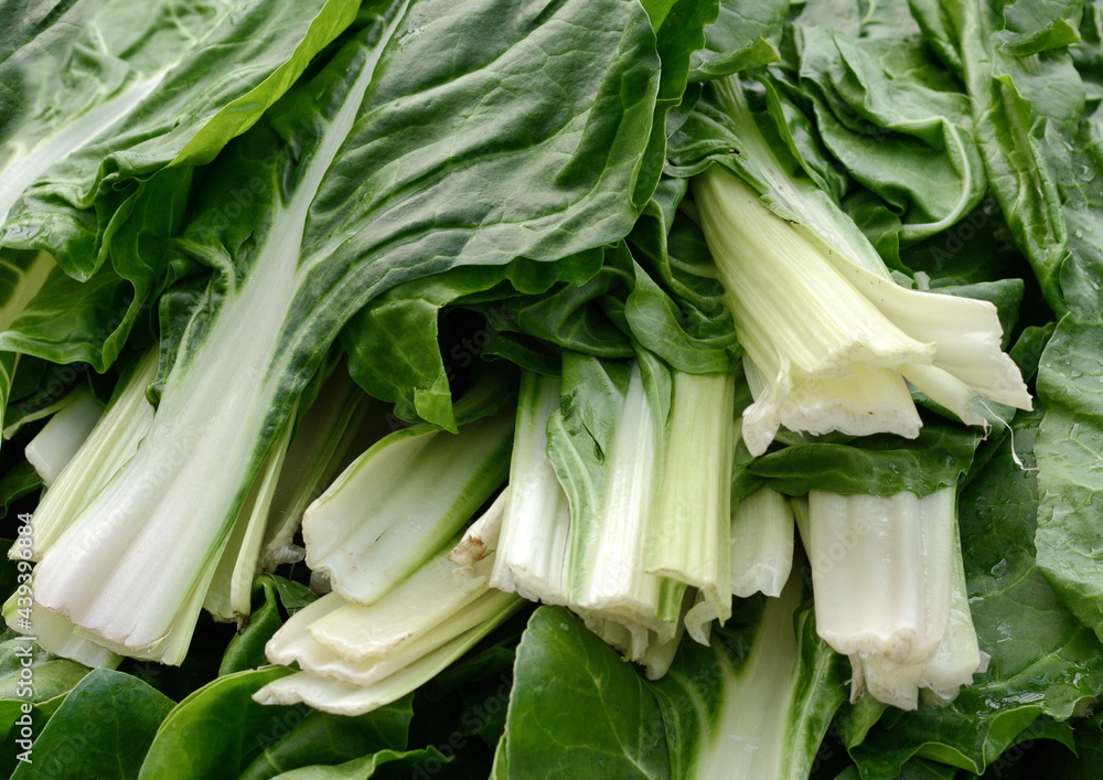 Chard. Mangold Beta vulgaris. Biennial herb, a subspecies of common beet. Fortified green lettuce leaves. Vegetarian or healthy food. Washed chard. Chard. Mangold Beta vulgaris. Biennial herb, a subspecies of common beet. Fortified green lettuce leaves. Vegetarian or healthy food. Washed chard.