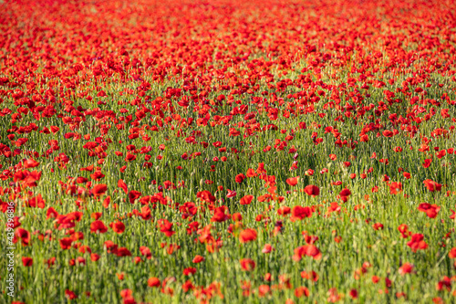 Summer nature flower field. Relax red poppy flowers on green grass meadow. Bright floral field landscape under soft sunlight, vivid colors. Stunning nature scenery © icemanphotos