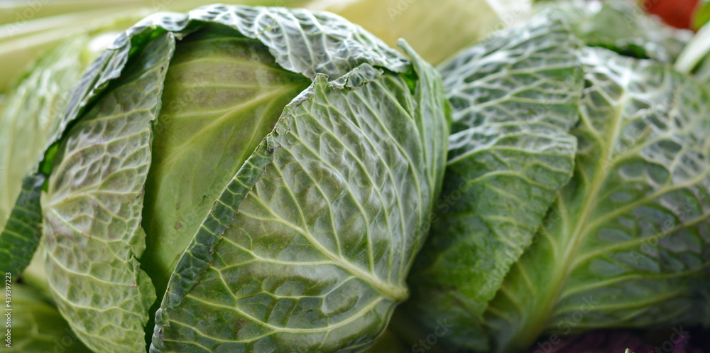 Obraz premium Cabbage on the market background. Fresh cabbage from farm field. Close up macro view of green cabbages. Vegetarian food concept. Brassica oleracea 