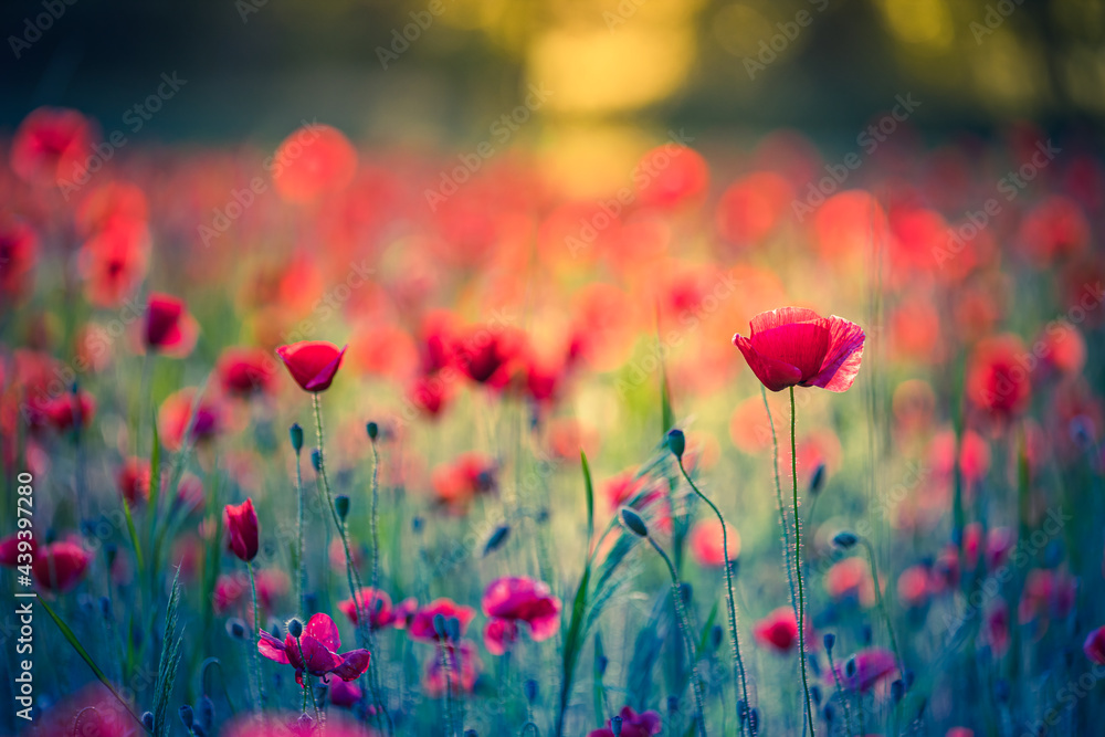 Art abstract spring summer background with fresh green meadow flowers, red poppy floral nature closeup. Relax, calmness inspirational nature landscape. Dreamlike amazing flowers soft blurred scenery Art abstract spring summer background with fresh green meadow flowers, red poppy floral nature closeup. Relax, calmness inspirational nature landscape. Dreamlike amazing flowers soft blurred scenery