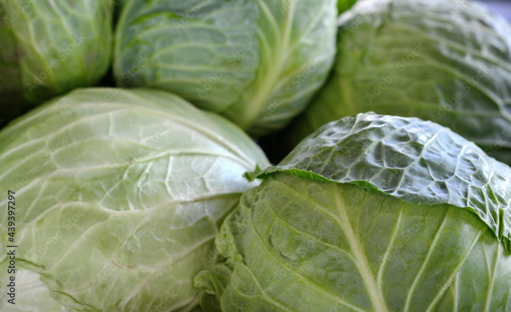 Fototapeta premium Cabbage on the market background. Fresh cabbage from farm field. Close up macro view of green cabbages. Vegetarian food concept. Brassica oleracea 