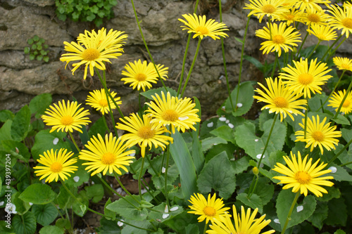 Yellow doronicum chamomile blooms in the flowerbed