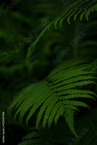 beautiful fern with deep green color 
