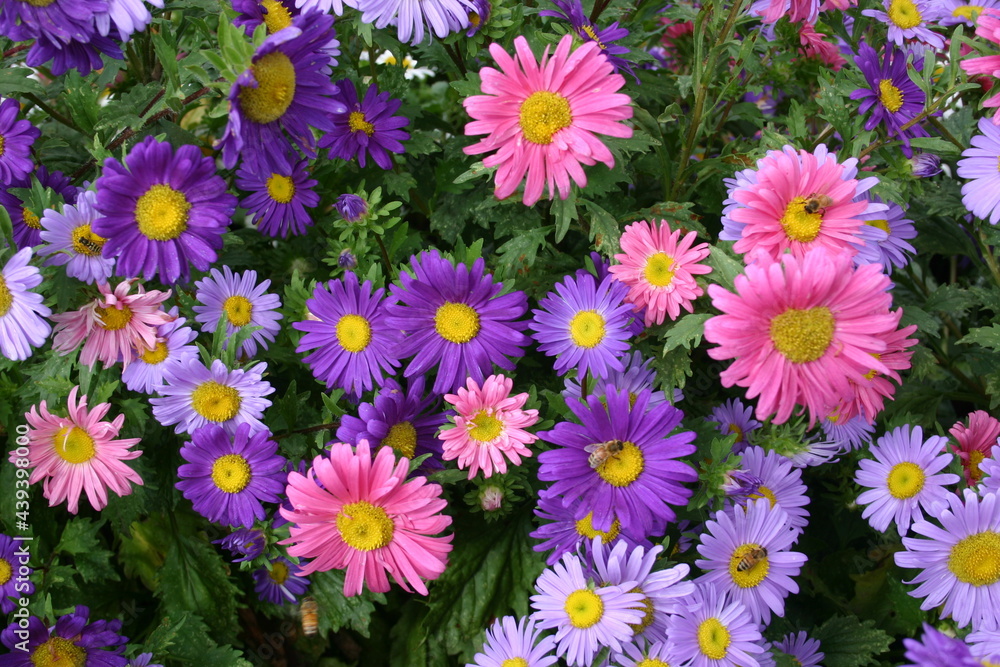 Asters in bloom for seed production Asters in bloom for seed production
