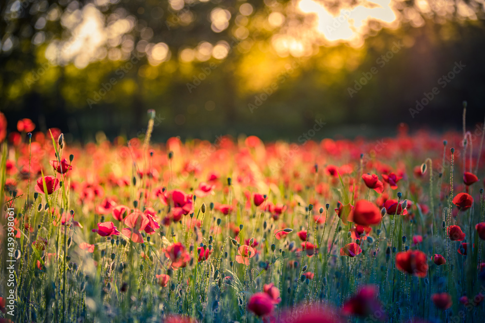 Wild grass meadow with red poppy flowers in the forest at sunset. Closeup view shallow depth of field. Abstract summer nature background. Stunning, gorgeous romantic blooming floral nature landscape