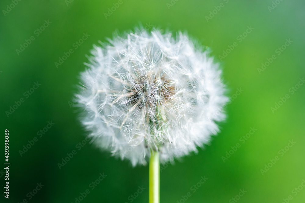 dandelion against nature. dandelion against nature.