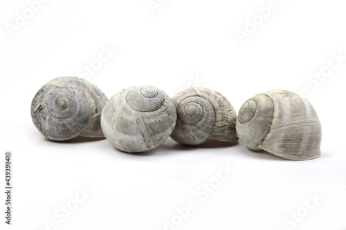 snail shells isolated on white background