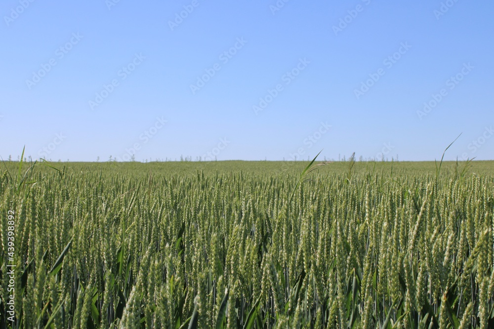 Grünes Kornfeld vor blauem Himmel Grünes Kornfeld vor blauem Himmel