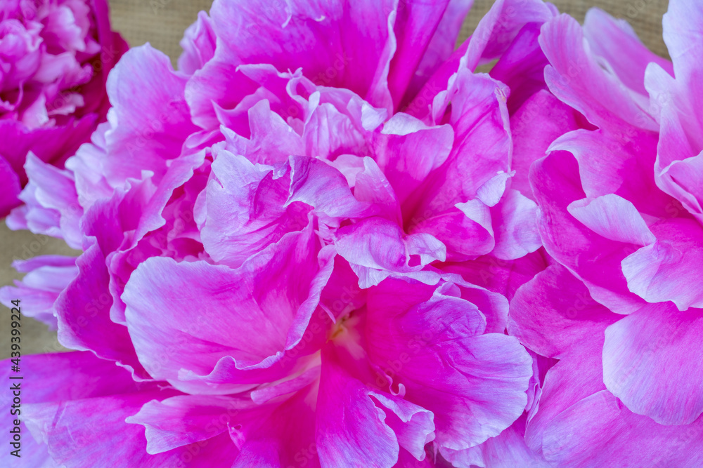 A closeup photo of a lavender peony flower