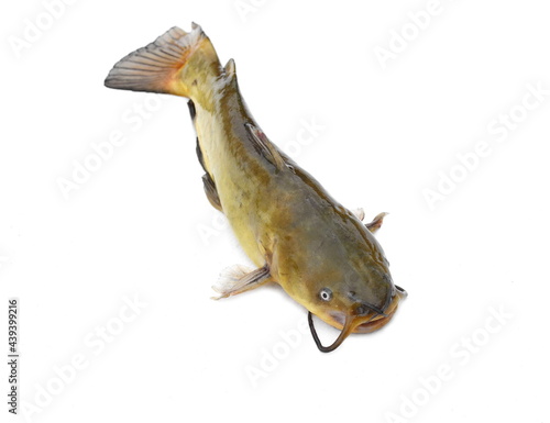 Bild auf Leinwand Brown bullhead or black bullhead catfish, Ameiurus melas isolated on white background