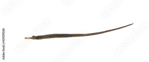 greater pipefish isolated on white. A long and small yellow fish with white stripes, tropical fish from the mediterranean sea