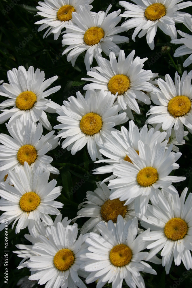 Shasta Daisy seed production fields Shasta Daisy seed production fields