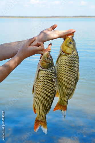 hand hold the carp fish above the water