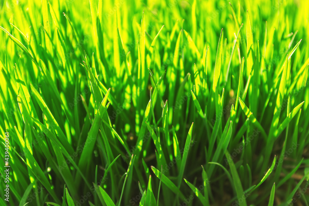 young green grass grows in the open field in the garden. Seedling greenery close-up. Lawn in macro. young green grass grows in the open field in the garden. Seedling greenery close-up. Lawn in macro.