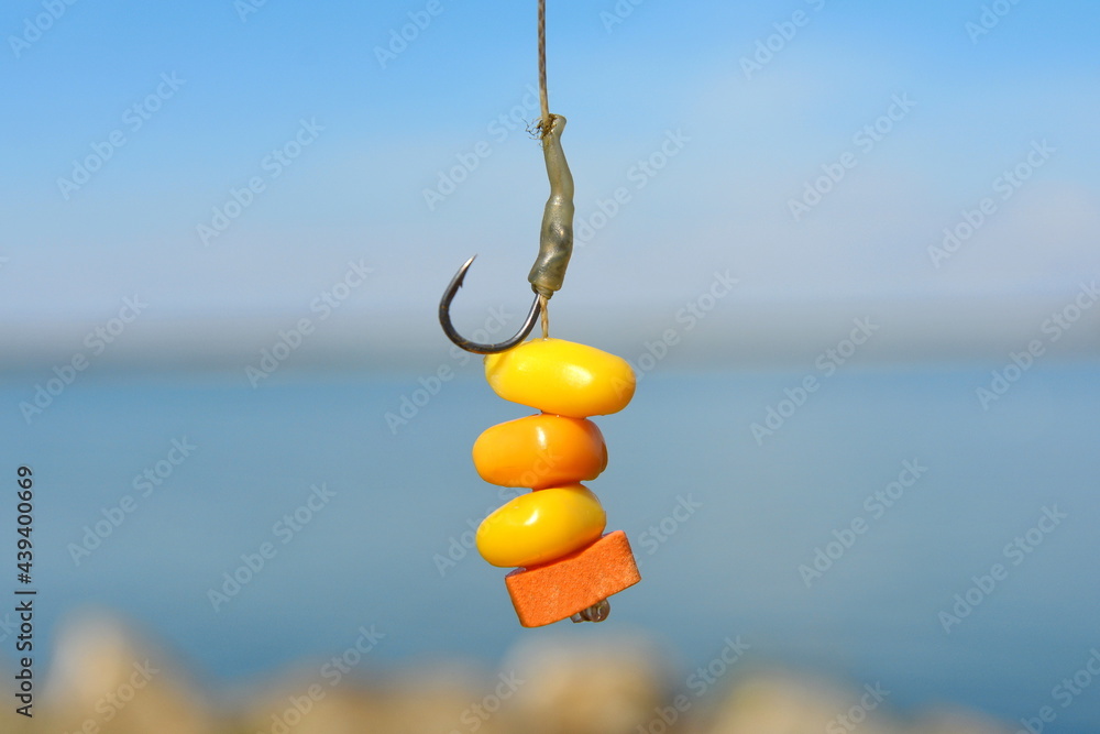 Corn on the hook, fishing bait. close-up. Boiled corn on carp