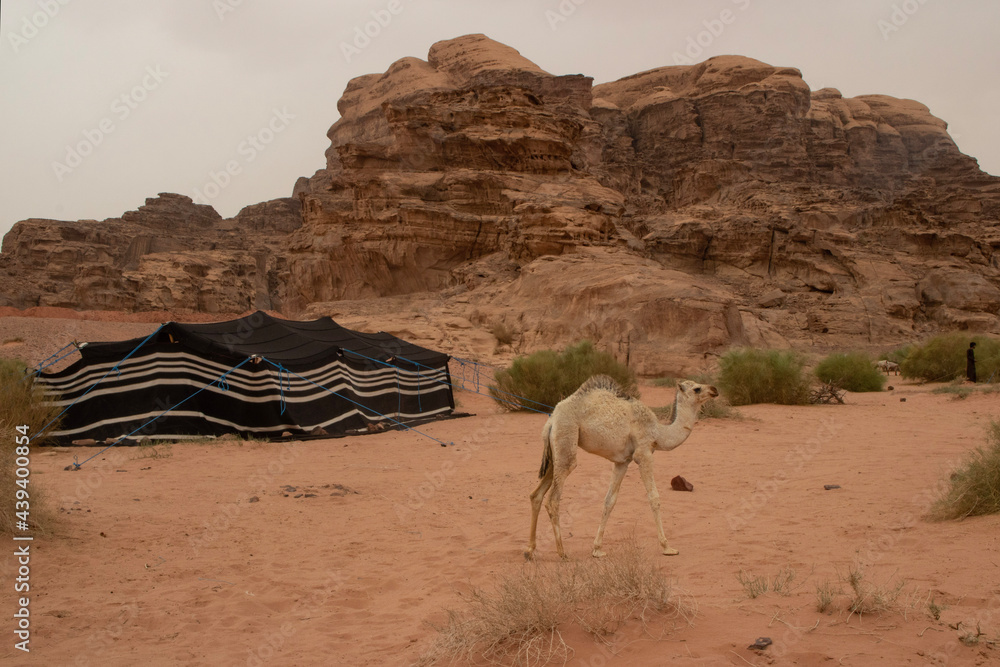 camping with camels in the desert camping with camels in the desert
