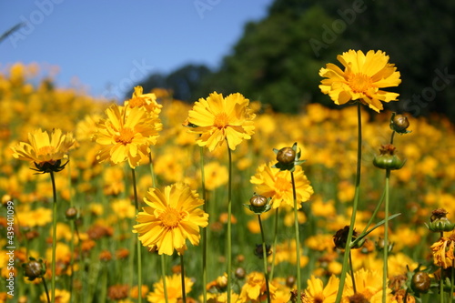 Coreopsis seed production field