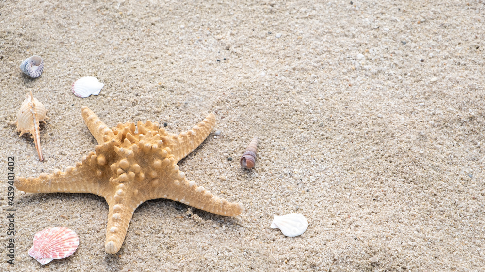 Seashells and sea star on a sandy beach. Copy space Seashells and sea star on a sandy beach. Copy space
