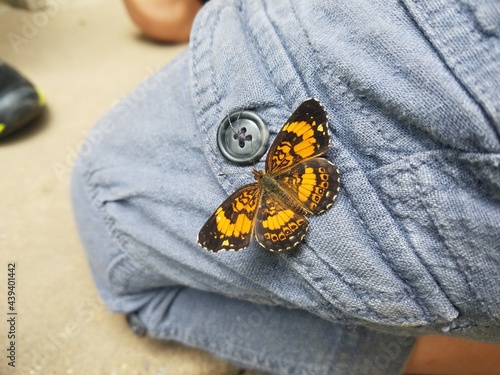 Butterfly on pants