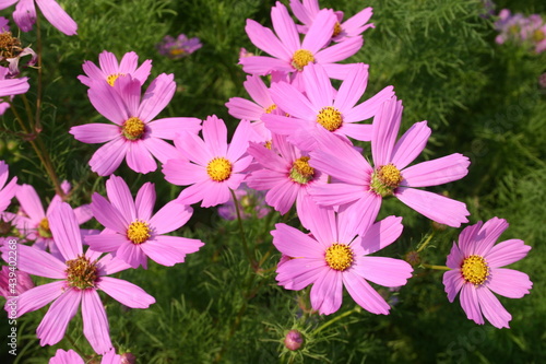 Cosmos seed production fields