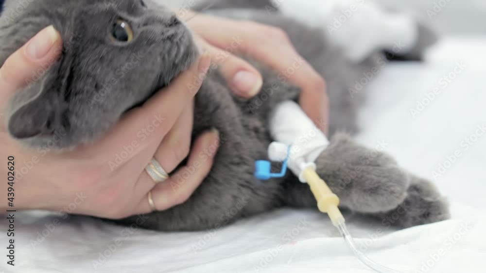 A frightened cat wakes up after anesthesia. A frightened cat wakes up after anesthesia.