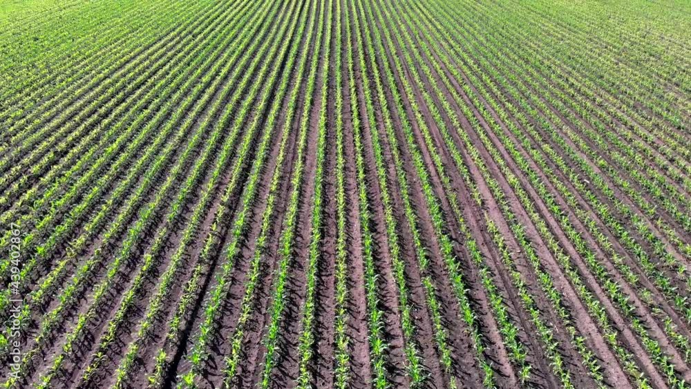 A field with young corn shoots. Farm land. Green sprouts in rows. Agricultural A field with young corn shoots. Farm land. Green sprouts in rows. Agricultural