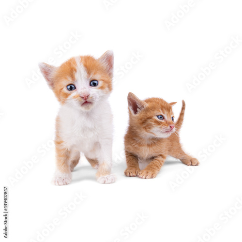 Two ginger kittens isolated on white background. Looks into the camera. Striped kitten. Blue eyes. 