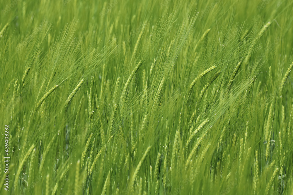 spring fresh field full of green grain