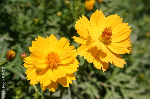 Sulphur Cosmos seed production fields