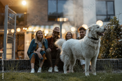Obraz na płótnie Beautiful white shepherd dog with a group of young friends sitting near the country house at dusk
