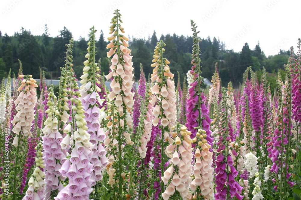 Obraz premium Foxglove seed production fields