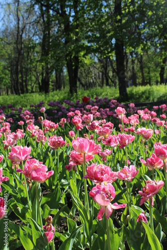 tulips in the park