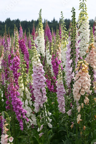 Foxglove seed production fields