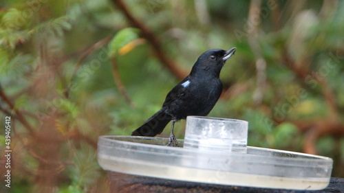 Black flowerpiercer (Diglossa humeralis) perched on a hummingbird feeder at the Yanacocha Ecological Reserve, outside of Quito, Ecuador photo