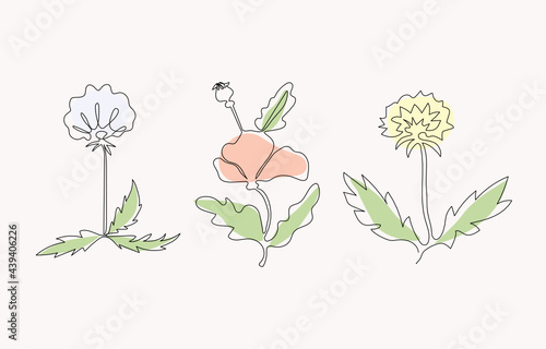 Dandelion and poppy flowers, one line drawings. Line art style. Vector illustration. Black outline, colored spots. Isolated background. photo