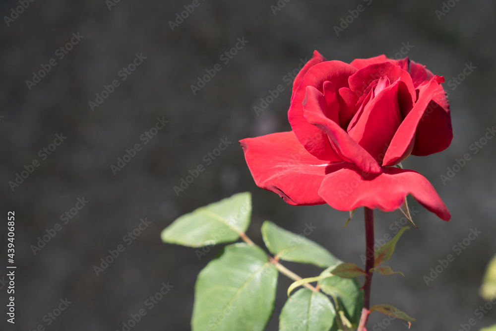 red rose blossom and dark background natural close-up red rose blossom and dark background natural close-up