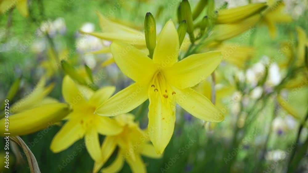 Variety of Blooming Spring And Summer Flowers And Shrubs. Variety of Blooming Spring And Summer Flowers And Shrubs.