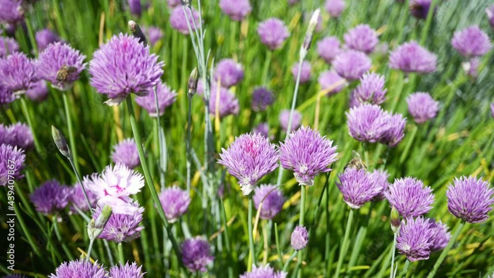Variety of Blooming Spring And Summer Flowers And Shrubs. Variety of Blooming Spring And Summer Flowers And Shrubs.