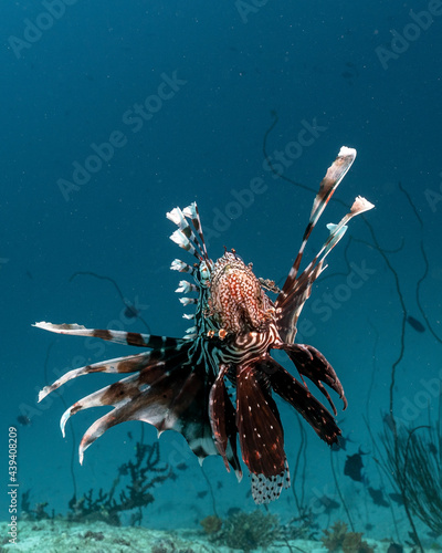 Common lionfish, Pterois miles, in Maldives