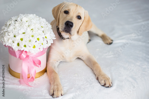 fawn labrador with a box of flowers on a white background