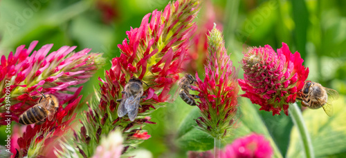 honey bees on Red Crimson Clover  - Trifolium incarnatum photo
