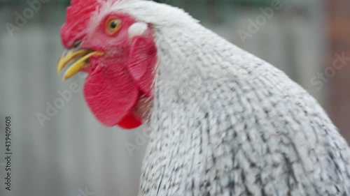 An adult domestic beautiful black and white cock with a red head looks carefully at the camera, crowing loudly on blurred grey background. Close up face view, outdoor. Range poultry farming concept. photo