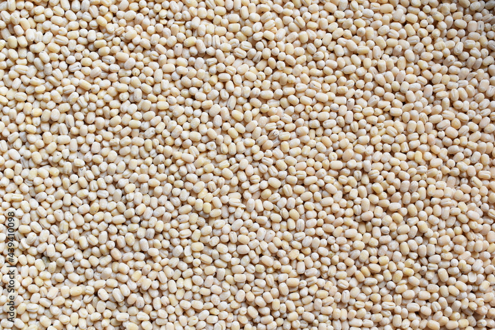 Raw whole dried white Urad lentils Raw whole dried white Urad lentils