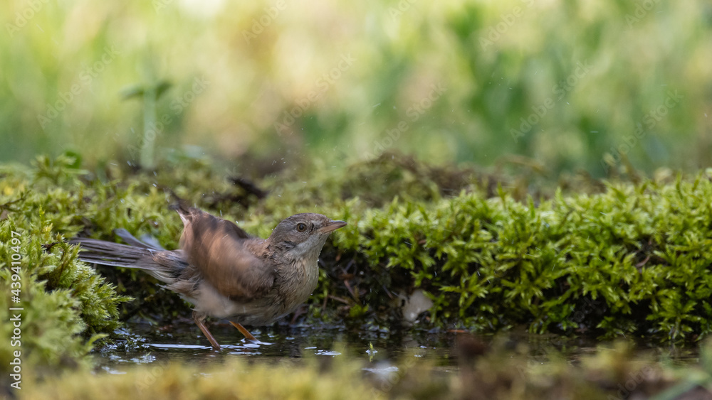 Whitethroat Sylvia communis in the wild nature, bathing bird