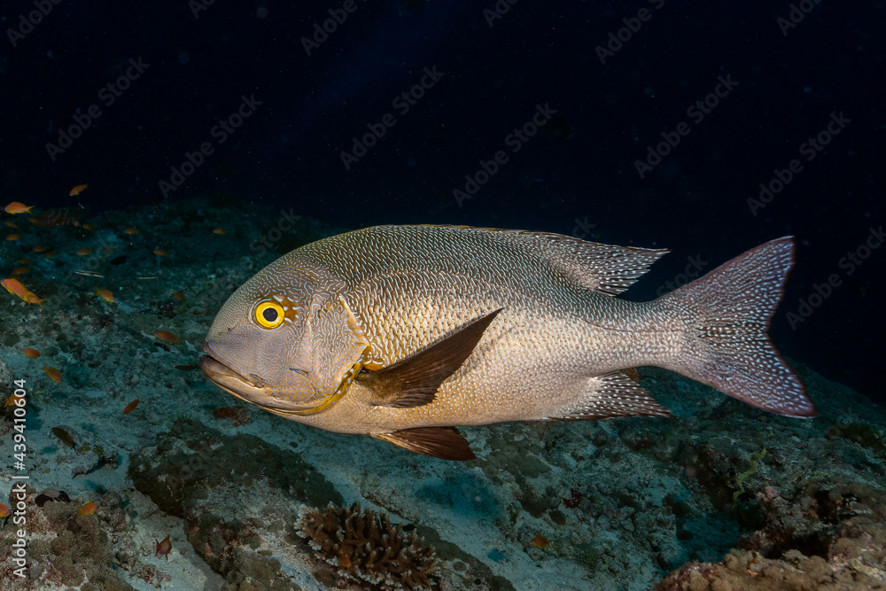 Midnight snapper, macolor macularis, in Maldives Midnight snapper, macolor macularis, in Maldives