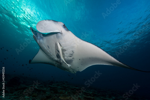 Reef Manta, Mobula alfredi, in Maldives. In Maldives there are many well known cleaning stations where mantas are reliably seen by recreatioanal divers. © Janos