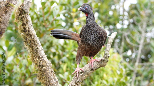 Andean guan (Penelope montagnii) perched in a tree at the Yanacocha Ecological Reserve, outside of Quito, Ecuador photo