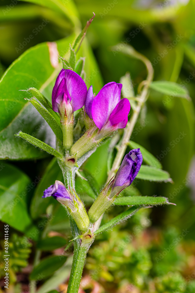 Beautiful summer flowers in the garden. Beautiful summer flowers in the garden.